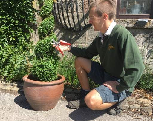 Clipping buxus spiral